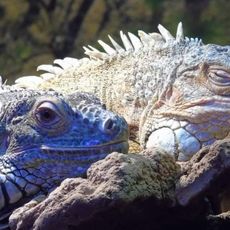 Reptielenzoo Iguana