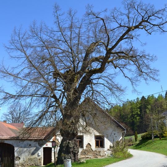 Památná lípa malolistá v Radňově