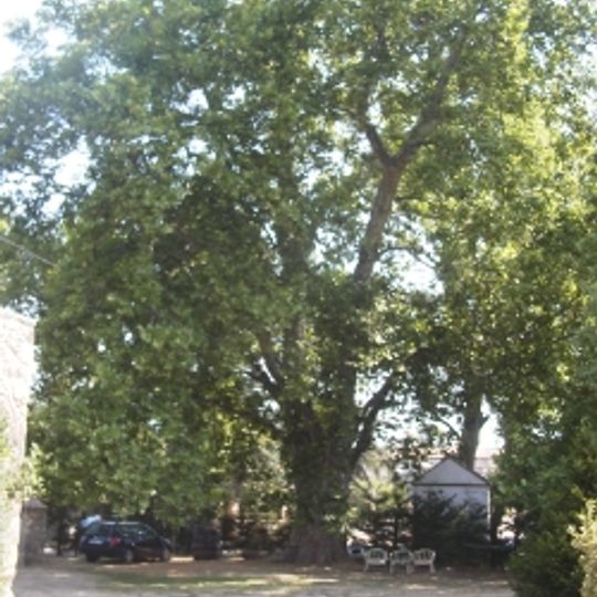 Plàtana Grossa d'en Massot