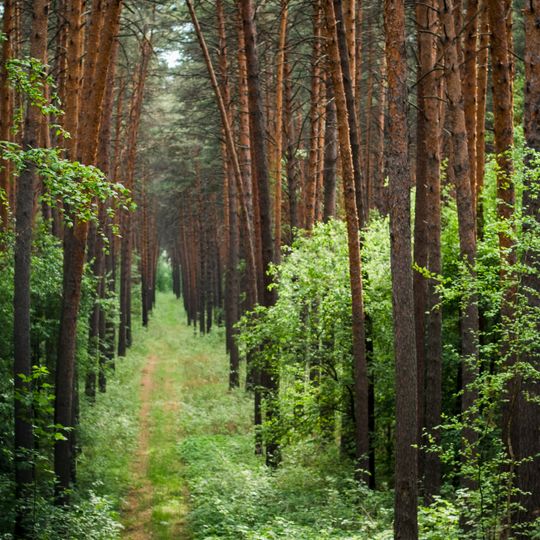 Синицинский бор