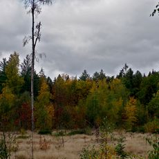 Anmoorige Fläche in Abt. 6 Hospitalwald
