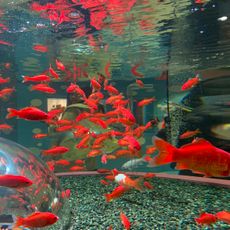 Saitama Aquarium
