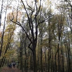 Oskeruše pod Lovošem