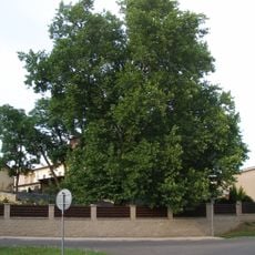 Platan javorolistý na Celně