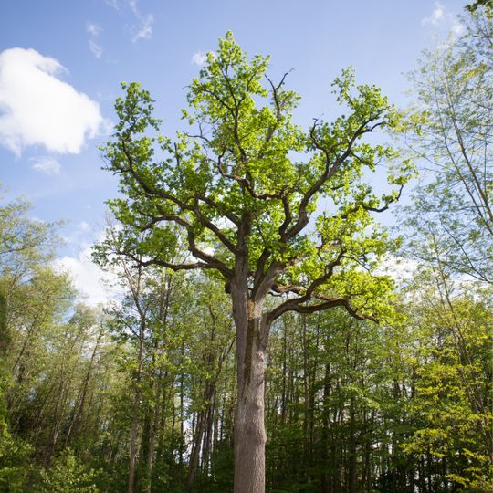 Eichen bei der Werndlkapelle