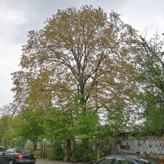 Ulmus glabra, Demmeringstraße Leipzig