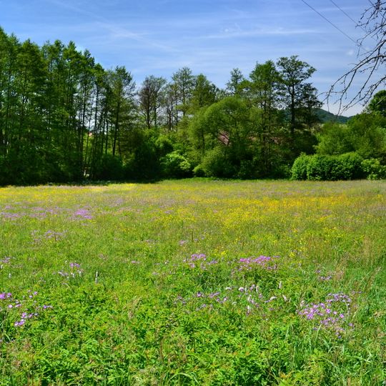 Louka vstavačů u Černýše