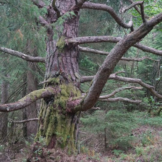 Iglekärrs naturreservat