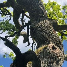 Två ekar, Virestadsekarna