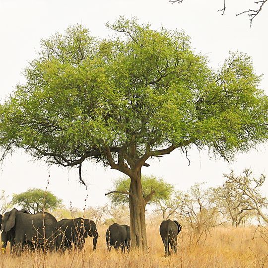 Boumba Bek National Park