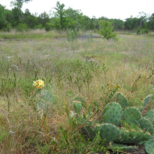Couchville Cedar Glade State Natural Area