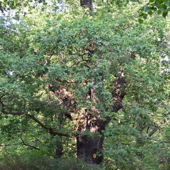 Naturdenkmal ''Stieleiche'' Stadtpark Georgenberg in Spremberg