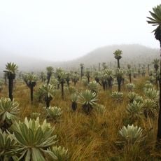 El Ángel Ecological Reserve