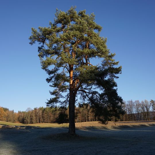 Borovice u Žibřidic