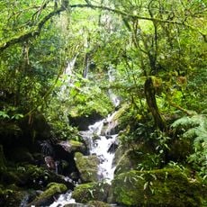 Reserva de la biosfera Yabotí