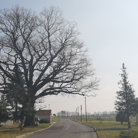 Friedenseiche Bahnsdorf