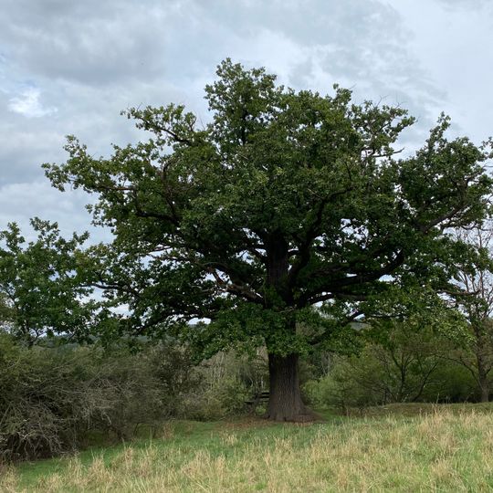 Eiche innerhalb Gensungen