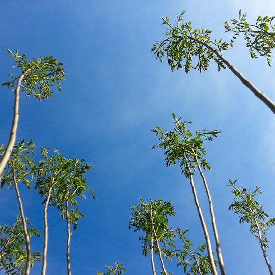 Acacia wood Golopristansky