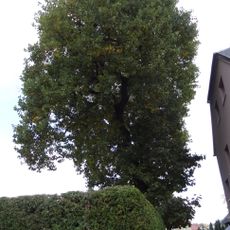 Liliovník u Barborky