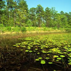 Croatan National Forest