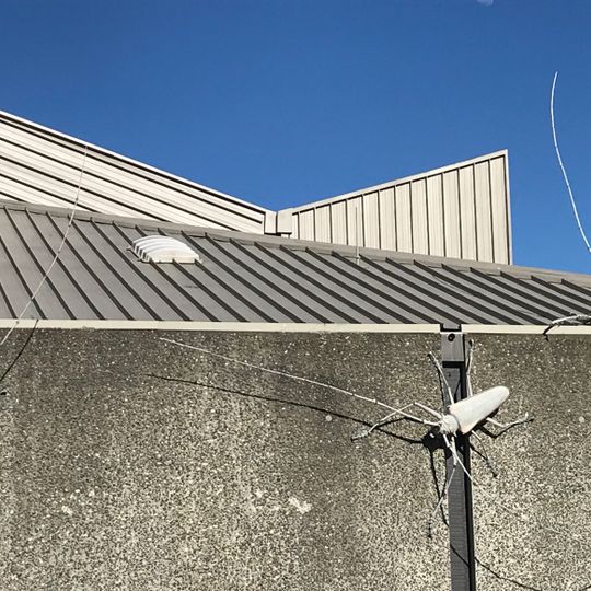 Batocera longhorns and Goliath