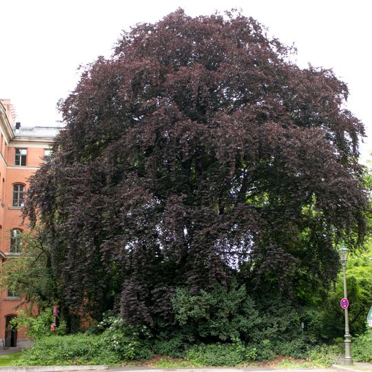 Blut-Buche Alt-Moabit 143-145