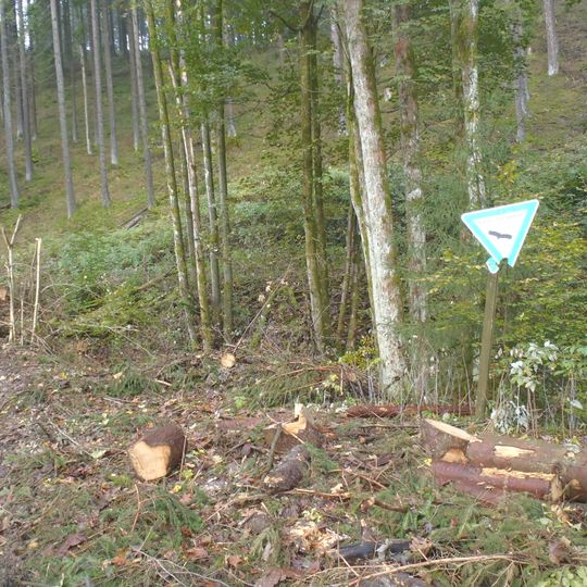 Schluchtwald Müggenholl