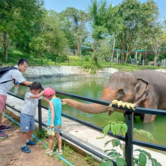 Elephant farm