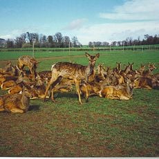 The Scottish Deer Centre