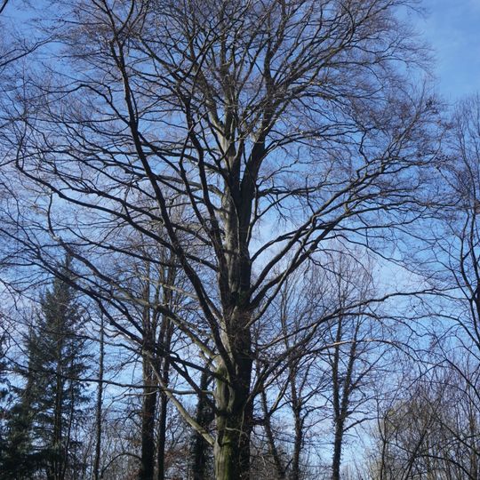 Červenolistý buk v Medlešicích