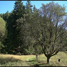 Jeřáb muk u Kosího potoka