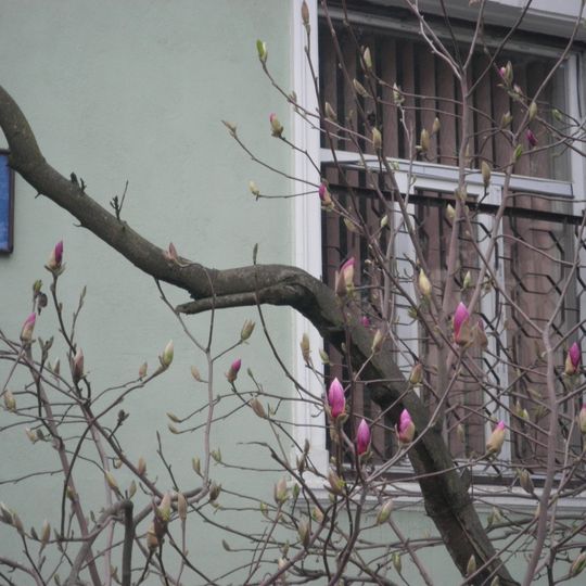 Magnolia