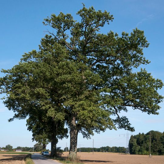 Eichengruppe in Hagenau