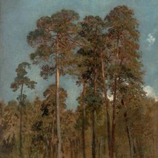 Pine Trees