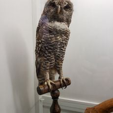 Natural History Museum of La Pampa