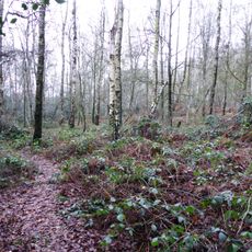 Rocky Plantation