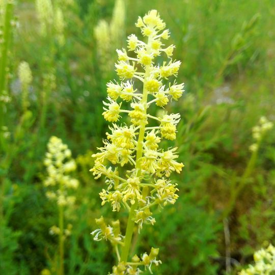 Kleiputten van Heist