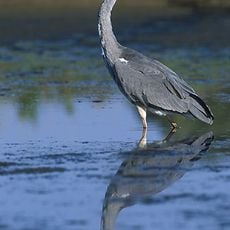 Naturschutzgebiet Elbinger Bucht