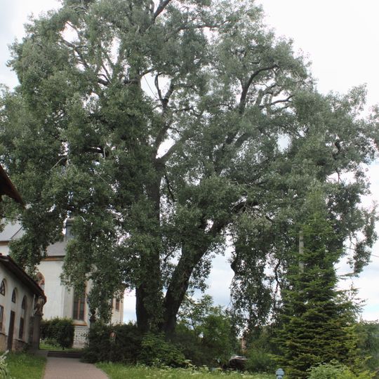 Topol bílý v Horní Branné