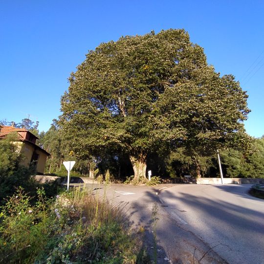 Árvore isolada em Domínio Público Rodoviário