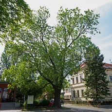 Jasan v Čestlicích