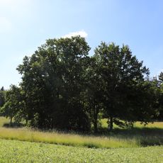 Erdfälle, Quelle u. Obstwiese nördl. Wolkersfelden Stockelwasen