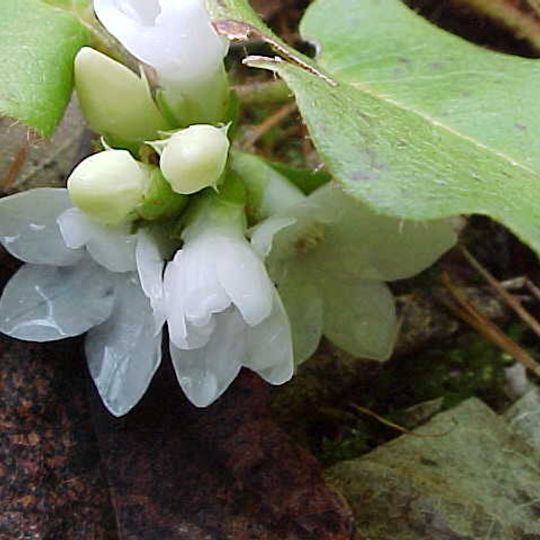 Wildwood Park for the Arts