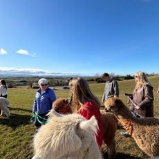 North Coast Alpacas