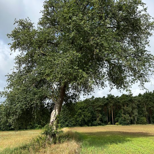 Naturdenkmal Wildbirne  in Briescht