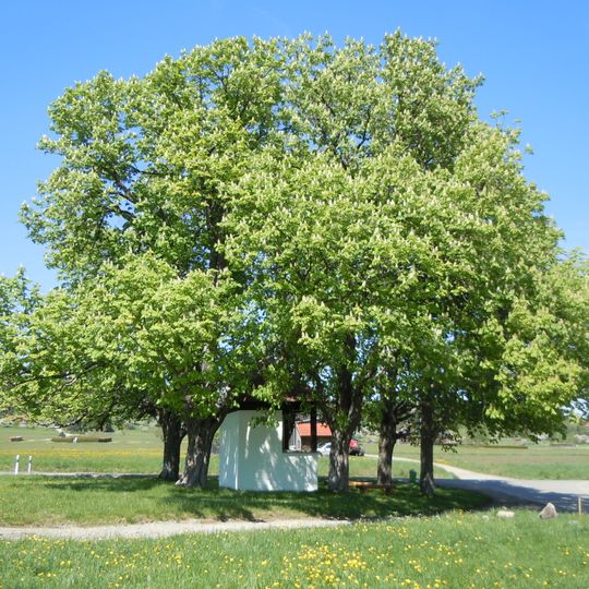 6 Kastanien am Herrgottshäusle