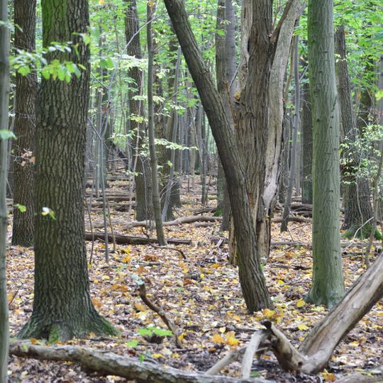 Rezerwat im. Króla Jana Sobieskiego