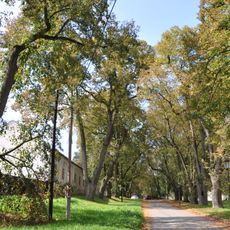 Skupina lip v klášteře Porta Coeli