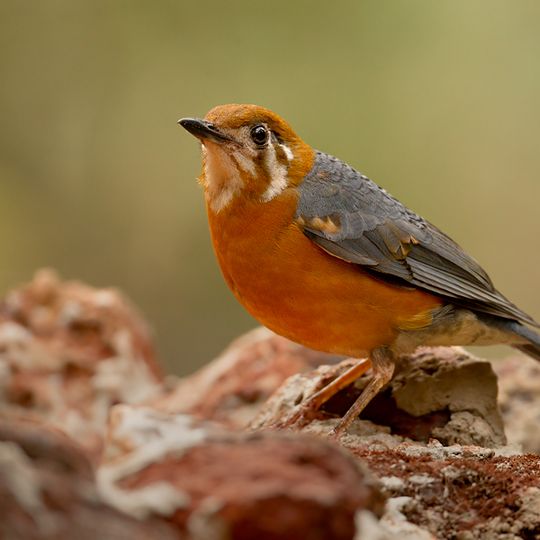 Dandeli-Wildreservat