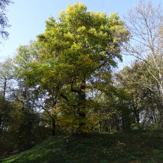 Kunratický liliovník